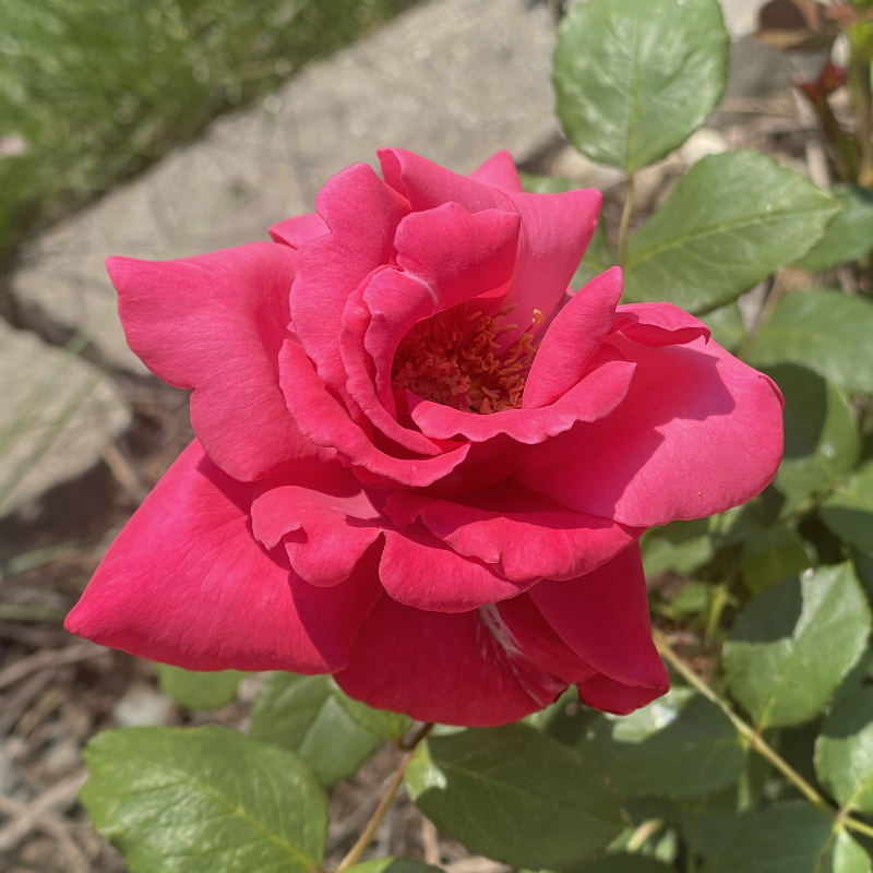 A photo of a hybrid tea rose in bloom with a vibrant, magenta-pink color. The view is from the top, which shows a slightly open center with anthers visible.